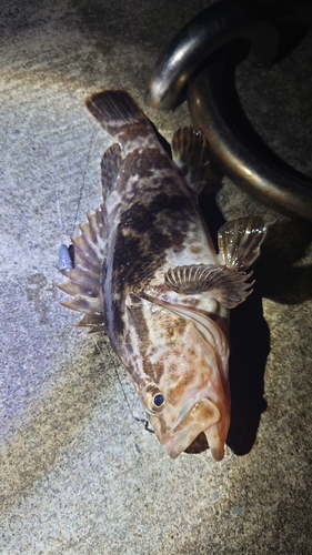 タケノコメバルの釣果