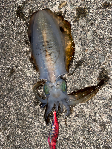 アオリイカの釣果