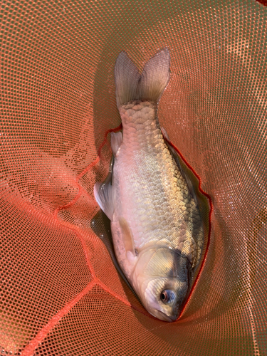 ヘラブナの釣果