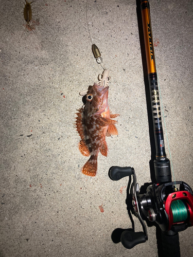 カサゴの釣果