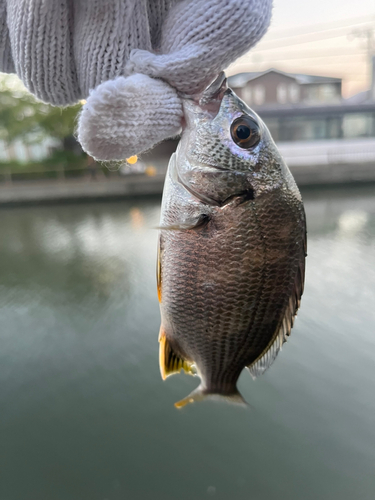 キビレの釣果