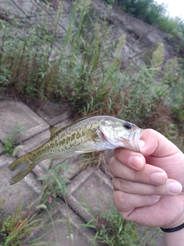 ブラックバスの釣果