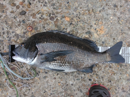 チヌの釣果