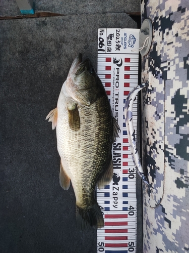 ブラックバスの釣果