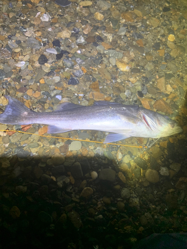 スズキの釣果