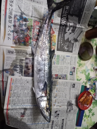 イワシの釣果