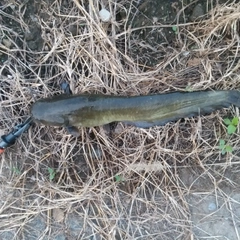 マナマズの釣果