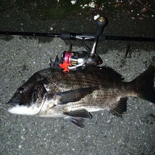 クロダイの釣果