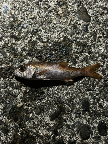 ムツの釣果