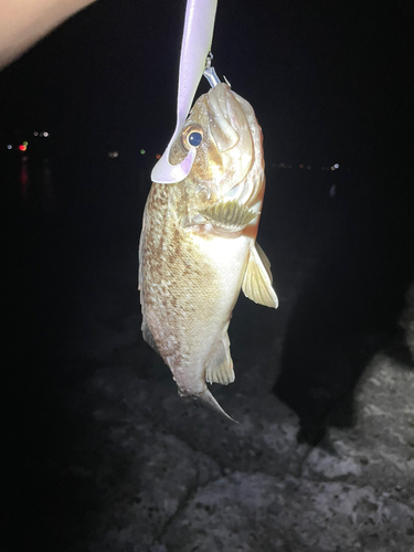 ソイの釣果