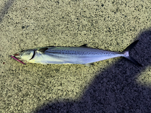 サゴシの釣果