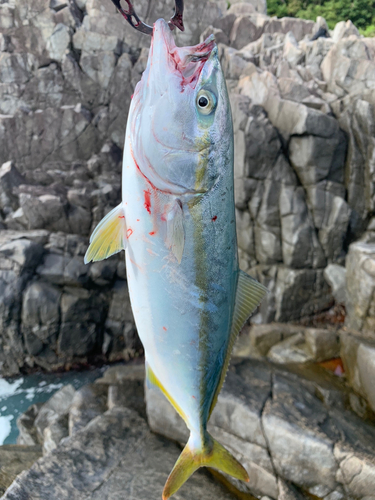 イナダの釣果