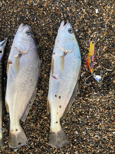 ニベの釣果