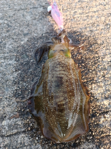 アオリイカの釣果