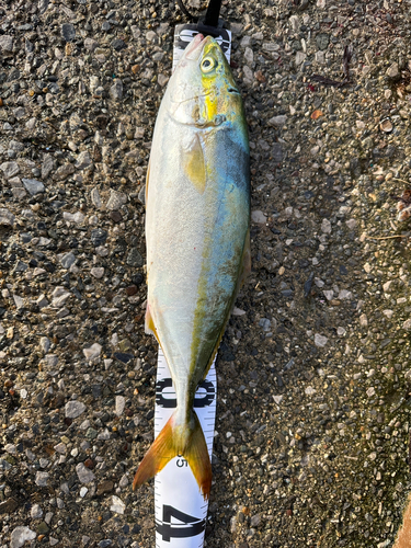 ワカシの釣果