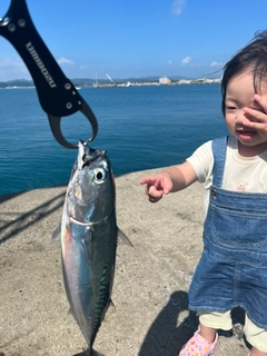 ソウダガツオの釣果