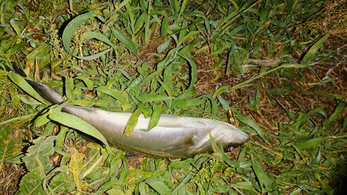 セイゴ（マルスズキ）の釣果