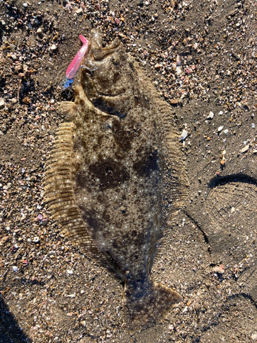 ヒラメの釣果