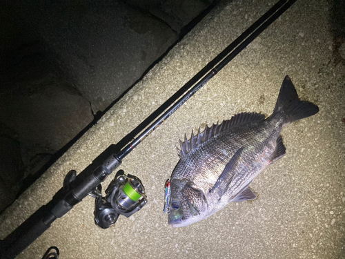 クロダイの釣果