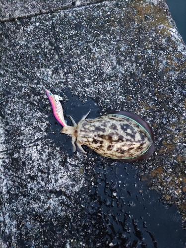 コウイカの釣果