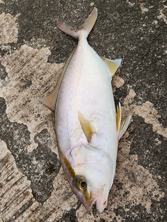 ショゴの釣果