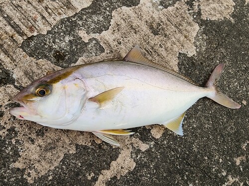 ショゴの釣果