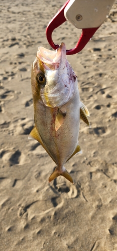 ショゴの釣果