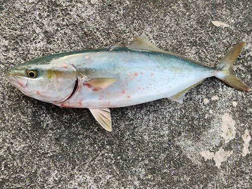 ツバスの釣果