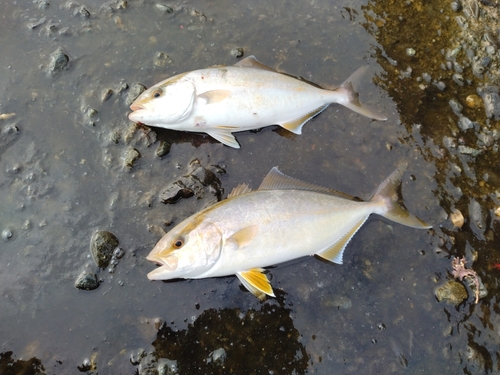 ショゴの釣果