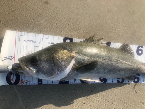 シーバスの釣果