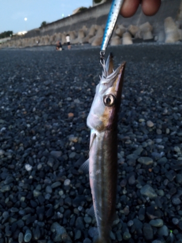 カマスの釣果