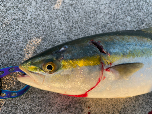 ツバスの釣果