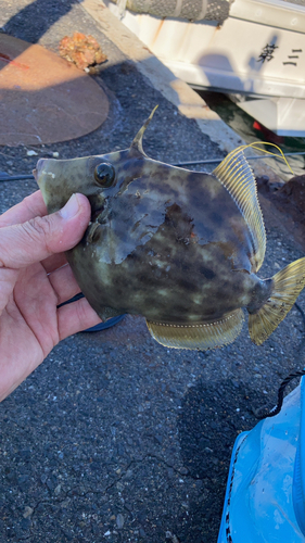 カワハギの釣果