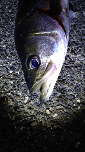 スズキの釣果