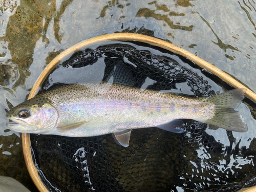 ニジマスの釣果