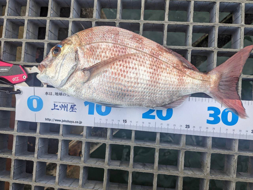 マダイの釣果