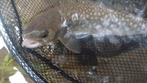 アメマスの釣果