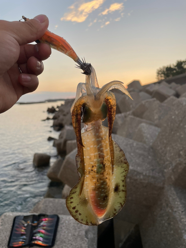 アオリイカの釣果