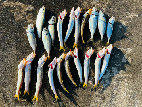 アカカマスの釣果