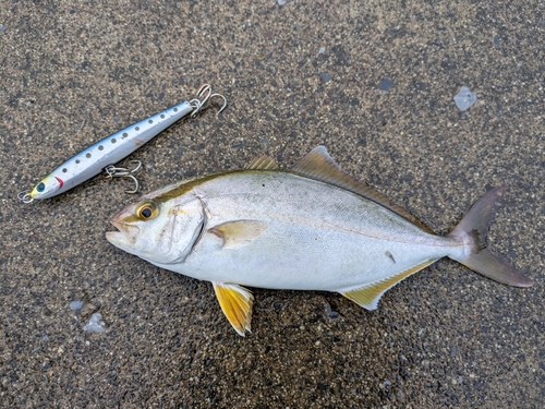 ショゴの釣果