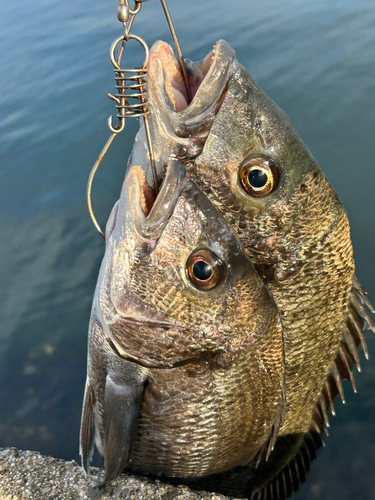 クロダイの釣果