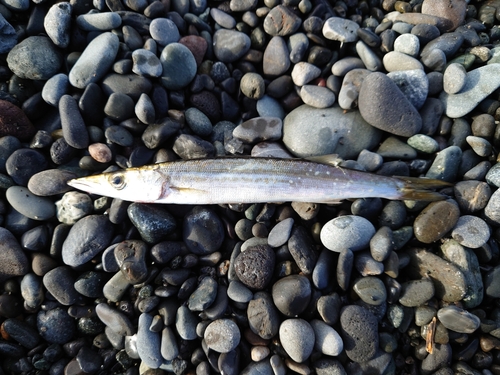 カマスの釣果