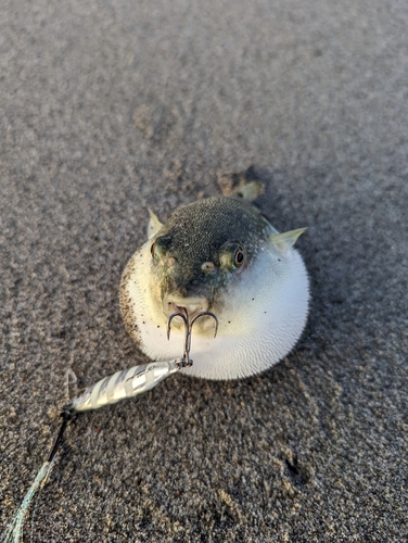 クサフグの釣果