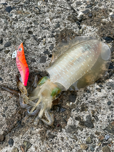 アオリイカの釣果