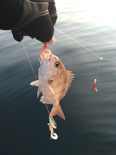 チャリコの釣果