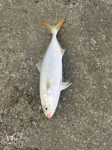 ワカナゴの釣果