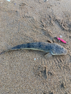 マゴチの釣果