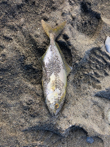 ショゴの釣果