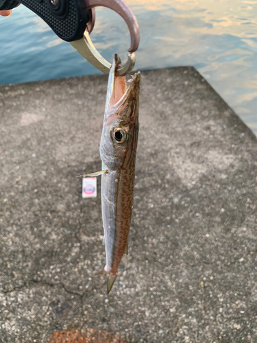 カマスの釣果