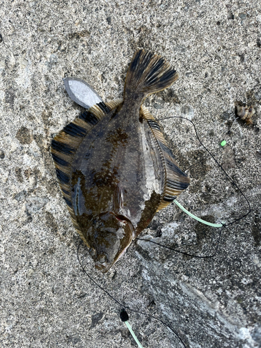 カレイの釣果